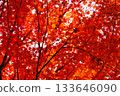 鮮紅的秋葉 133646090