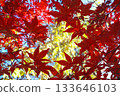 秋葉三種顏色 133646103