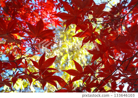 Autumn leaves three colors 133646103