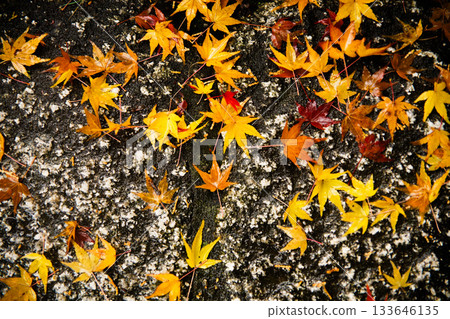 歡迎學院秋葉 133646135