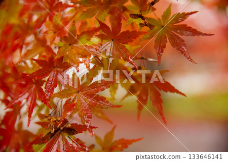 Autumn leaves at Imakumano Kannon Temple Autumn leaves at Imakumano Kannon Temple 133646141