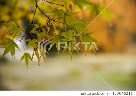 無雲的寺廟的秋葉 133646211