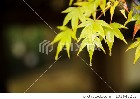 歡迎學院秋葉 133646212