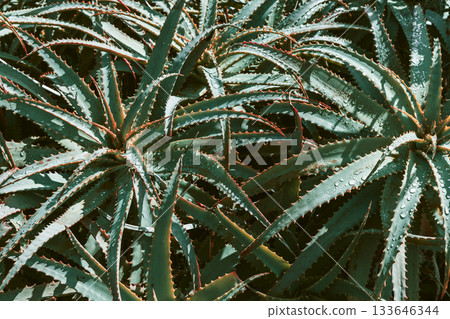 Teal filtered aloe arborescens leaves form abstract geometric shapes with water drops 133646344