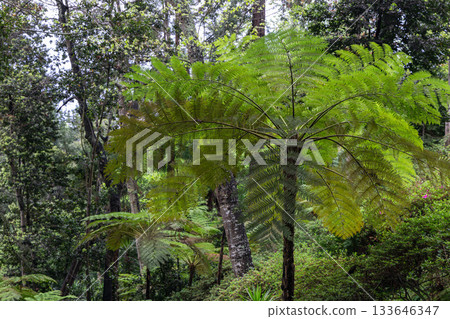 Sunlit tropical tree fern with delicate fronds forming layered green textures in dense rainforest 133646347