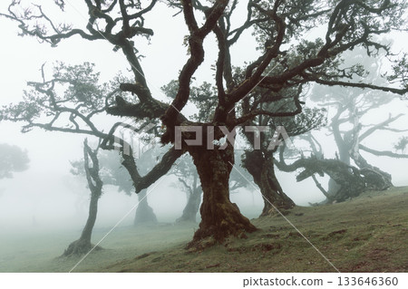 Madeira Fanal forest in fog with ancient mossy laurel trees forming dreamy cinematic atmosphere 133646360