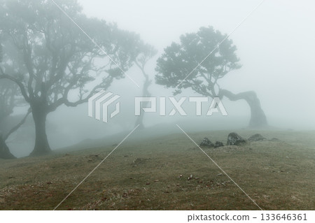 Madeira foggy Fanal forest with lone curved laurel trees standing in pale mist over soft ground Madeira foggy Fanal forest with lone curved laurel trees standing in pale mist over soft ground 133646361