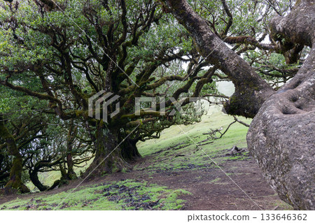 Madeira Fanal forest ancient laurel trees on hillside with tangled branches and moist trunks Madeira Fanal forest ancient laurel trees on hillside with tangled branches and moist trunks 133646362