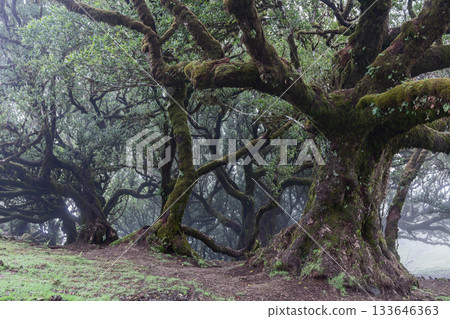 Misty Fanal forest with ancient mossy laurel trees and twisted trunks forms cinematic nature Misty Fanal forest with ancient mossy laurel trees and twisted trunks forms cinematic nature 133646363