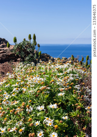 Sunlit Madeira coastal slope with white daisies and green echium rising over rocky ground Sunlit Madeira coastal slope with white daisies and green echium rising over rocky ground 133646375