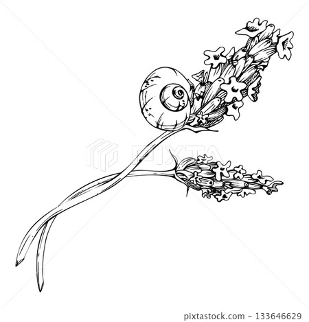 White garden snail curled on stem of blooming lavandula lavender flower stalks, French Provence countryside. Isolated botanical illustration hand drawn in vector ink. Custom packaging, spa herb decor 133646629