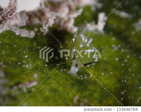 A smoky sea slug on a leaf A smoky sea slug on a leaf 133646769