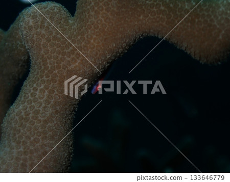 珊瑚玻璃蝦虎魚 珊瑚玻璃蝦虎魚 133646779