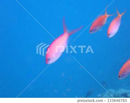 藍色的大海和紅色的魚 藍色的大海和紅色的魚 133646783
