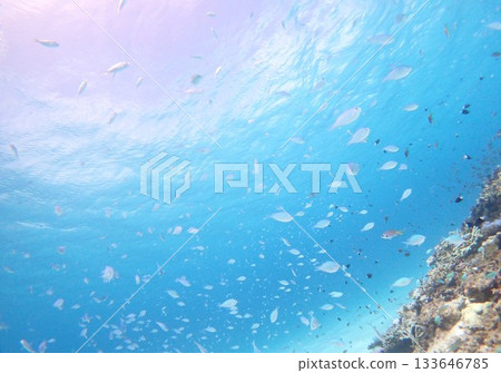 藍色的大海和魚 133646785