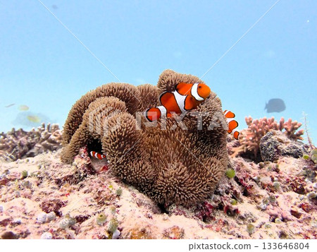 海葵和銀蓮花屬魚 133646804