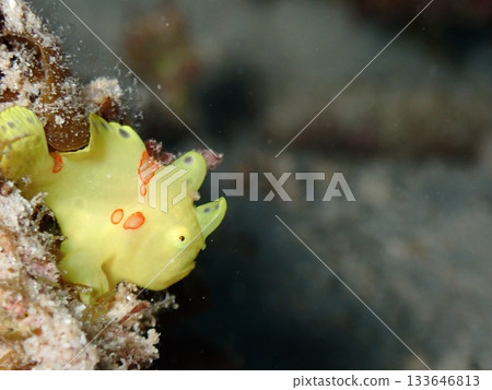 一條黃色的躄魚躲在岩石的陰涼處。 一條黃色的躄魚躲在岩石的陰涼處。 133646813
