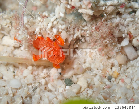 Small frogfish Small frogfish 133646814
