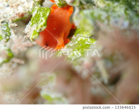 一隻躄魚藏在草叢裡。 133646815