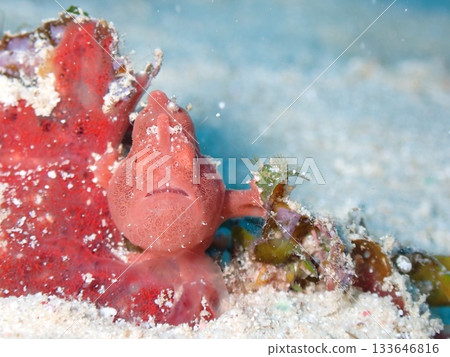 躄魚的正面 133646816