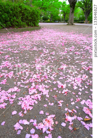 春日公園景色,重瓣櫻花花瓣飄落在林蔭大道。 春日公園景色,重瓣櫻花花瓣飄落在林蔭大道。 133646827