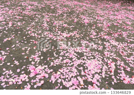 Double cherry blossom petals scattered on a park promenade in spring 133646829