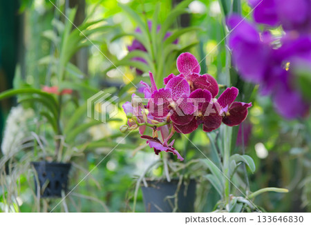 Fresh red purple orchids in farmer's garden in bright daylight Background is blurry green orchid leaves. 133646830