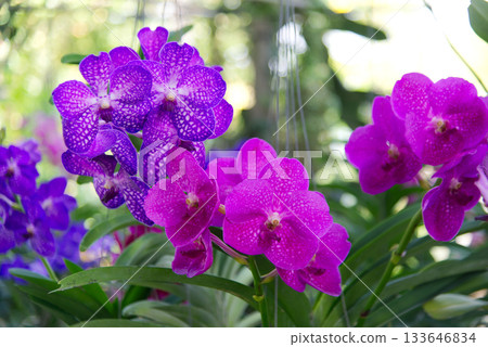 Fresh purple orchids in farmer's garden in bright daylight Background is blurry green orchid leaves. 133646834
