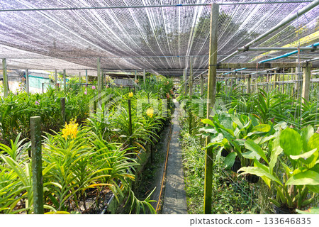 Orchid garden with black sunscreen slant to prevent orchids from getting too hot. 133646835