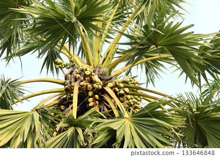 Close-up shot of the top of a palm tree with many palm fruits. Close-up shot of the top of a palm tree with many palm fruits. 133646848