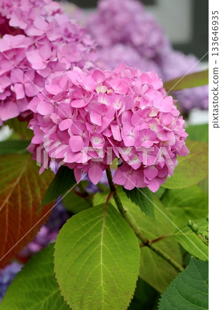 Beautiful big leaf hortensia flower Beautiful big leaf hortensia flower 133646935