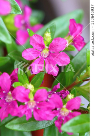 Beautiful tiny elfin herb blooming 133646937