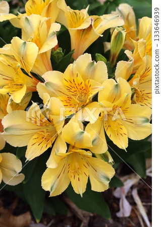 The peruvian yellow lily blooming 133646939