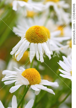 Very healing wild chamomile blooming 133646946