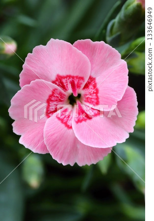 Curative clove pink flower blooming Curative clove pink flower blooming 133646949