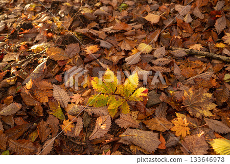 Walking through a beautiful autumn forest Walking through a beautiful autumn forest 133646978