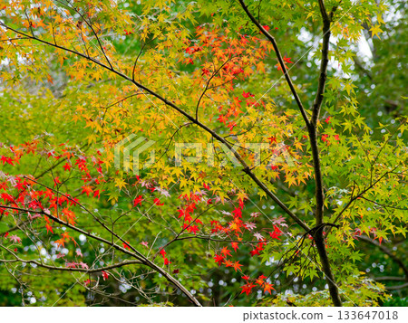 日本楓樹與秋天的落葉 日本楓樹與秋天的落葉 133647018