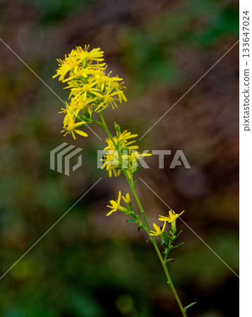 Asteraceae wild grass goldenrod flowering Asteraceae wild grass goldenrod flowering 133647024