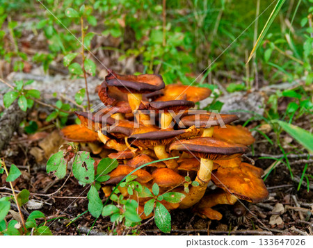 Mushroom World Porphyllaceae Owaraitake old fungus Mushroom World Porphyllaceae Owaraitake old fungus 133647026