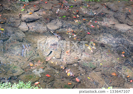Ise Jingu, Ise, Mei, Japan, Dry cracked soil with scattered autumn leaves in natural outdoor setting Ise Jingu, Ise, Mei, Japan, Dry cracked soil with scattered autumn leaves in natural outdoor setting 133647107