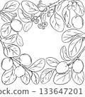 Ximenia Branch with Berries Outline Frame. 133647201