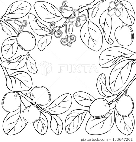 Ximenia Branch with Berries Outline Frame. Ximenia Branch with Berries Outline Frame. 133647201