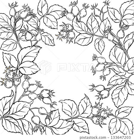 Wild Rose Branch with Berries Outline Frame 133647203