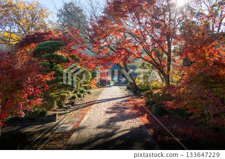 栃木縣益子町圓通寺的秋葉 栃木縣益子町圓通寺的秋葉 133647229