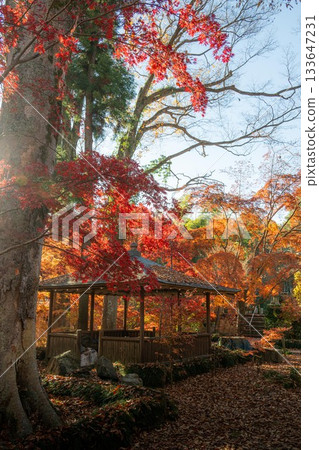 栃木縣益子町圓通寺的秋葉 栃木縣益子町圓通寺的秋葉 133647231