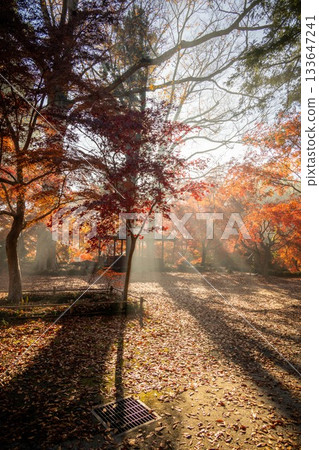 Autumn leaves at Entsuji Temple in Mashiko Town, Tochigi Prefecture 133647241