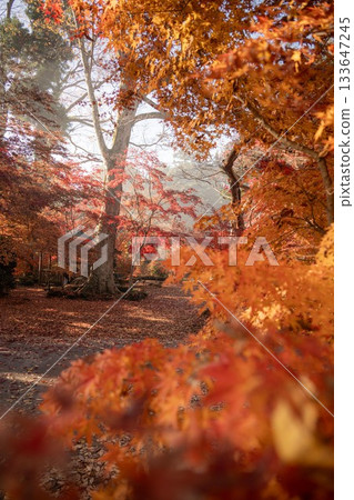 Autumn leaves at Entsuji Temple in Mashiko Town, Tochigi Prefecture 133647245