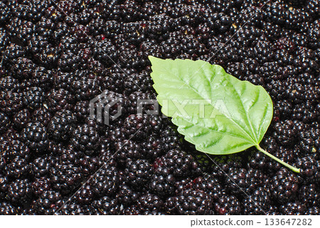 Background of ripe blackberry with green leaf Background of ripe blackberry with green leaf 133647282