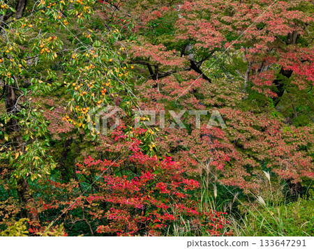 Autumn leaves of Japanese maple and persimmon fruit 133647291