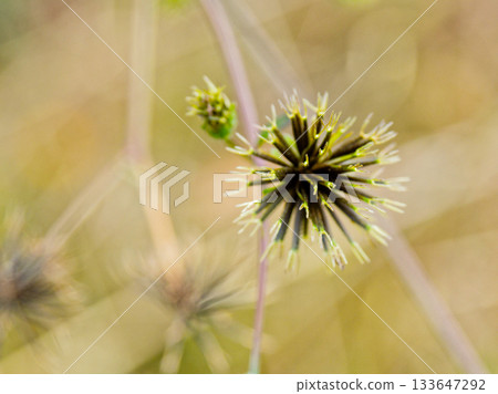 鬼針草種子,菊科引進植物 鬼針草種子,菊科引進植物 133647292